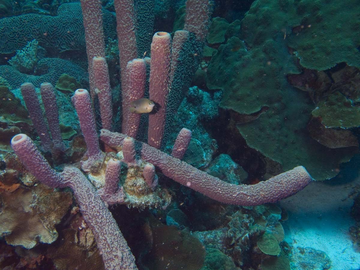 gal/Bonaire 2006/DamselandTubeSponges5x3.jpg